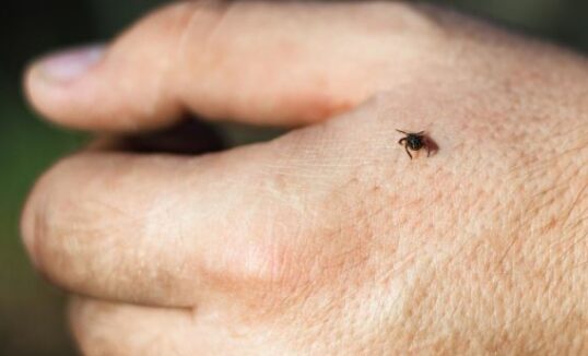 kleszczowe zapalenie mózgu