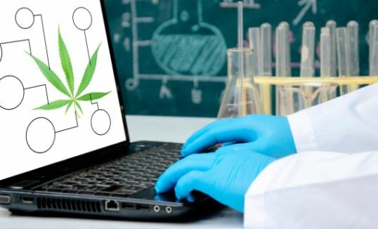 marihuana lecznicza badania marihuana lecznicza badania